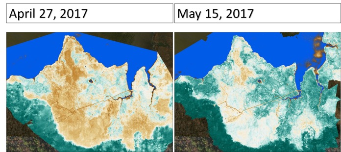 Results of a pilot study at the Global Change Research Wetlands showing a change in normalized difference of vegetation index (a plant greenness indicator) over the course of the 2017 spring green up.